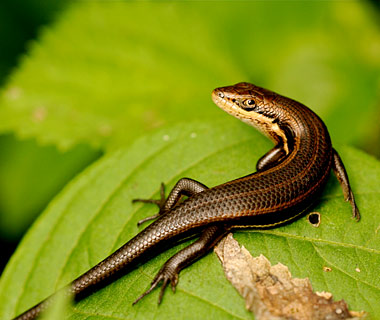 201001-w-aphro-skink
