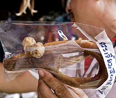 201001-w-aphro-testicles