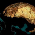 Η ανακάλυψη του αρχαιότερου Homo erectus αλλάζει την εξελικτική ιστορία του ανθρώπου
