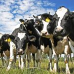 Ταΐστε τις αγελάδες φύκια για να σωθεί ο πλανήτης