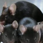 Γεννήθηκαν τα πρώτα «διαστημικά» ποντίκια