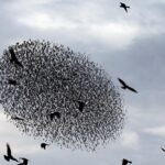 Η κλιματική αλλαγή κρατάει στην Ευρώπη τα αποδημητικά πτηνά