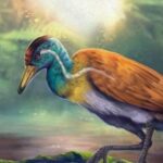 Στη Βραζιλία ζούσε χαμένος κρίκος της εξέλιξης των πτηνών