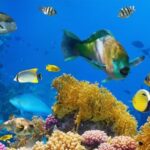 Η κλιματική αλλαγή σβήνει τα χρώματα των ψαριών στους κοραλλιογενείς υφάλους