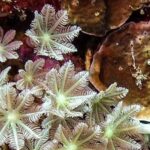 Εντοπίσθηκαν κοράλλια που μπορούν να παράγουν αντικαρκινικά φάρμακα