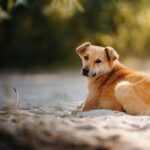 Σεμινάριο του Zero Stray Pawject στις 4 Απριλίου για τις κακοποιήσεις ζώων με τη συνδρομή του Αρείου Πάγου